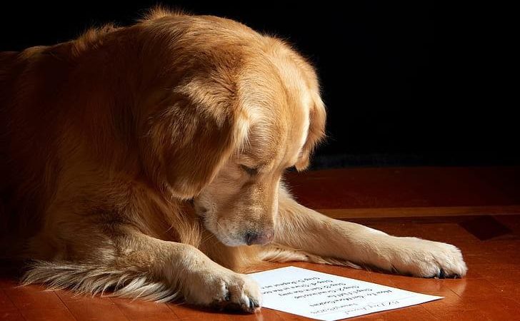 5 Effortless Techniques to make your Dog Smarter 5 Effortless Techniques to make your Dog Smarter