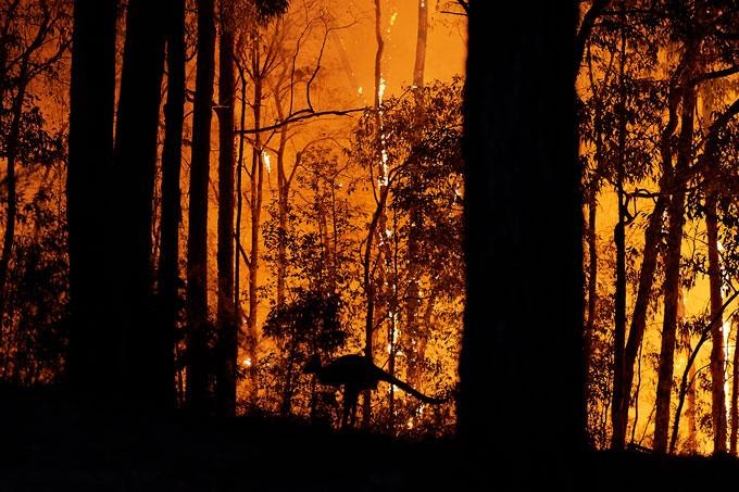 Animals That Most At Risk Of Extinction Due To The Australian Bushfires