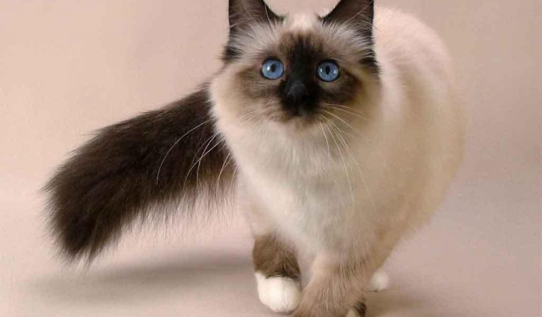 Ways to Train your Cat Smarter Ways to Train your Cat Smarter