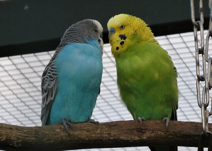 love birds